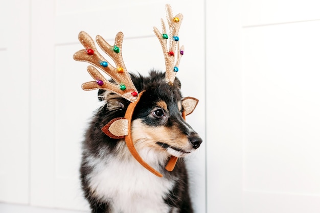 Leuk shelty-puppy met de hoorns van Kerstmisherten