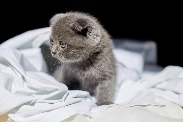 Leuk speels Brits grijs katje op het bed thuis grappige kat