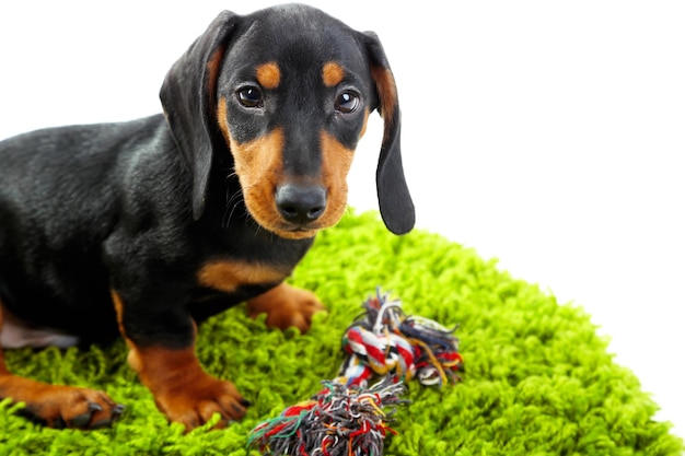 Leuk teckelpuppy op groen tapijt dat op wit wordt geïsoleerd