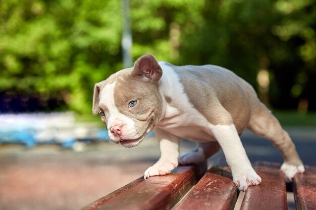 Leuk, weinig puppy speelaard op een zonnige dag. Concept van de eerste levensstappen, dieren, een nieuwe generatie. Puppy Amerikaanse stier.