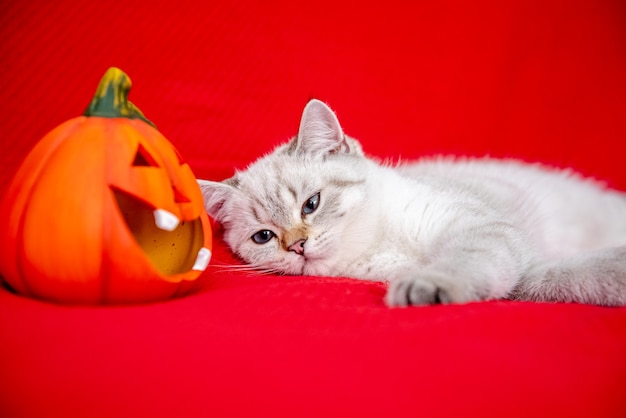 Leuk wit katje dat zich voordeed op rode deken met pompoen die halloween viert