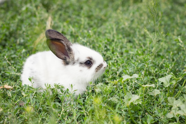 Leuk wit konijn in groen gras