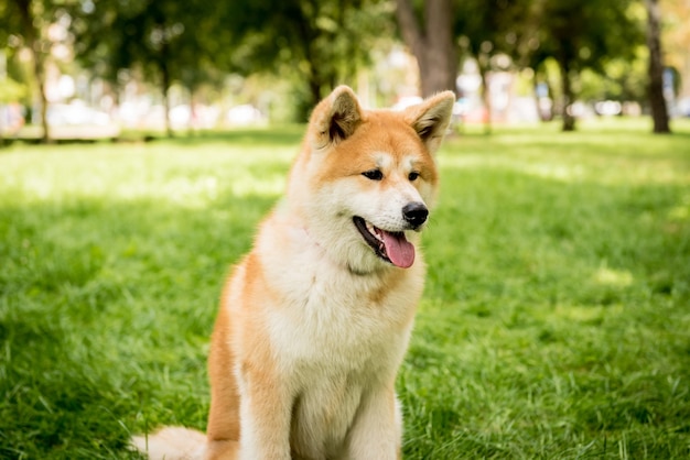 Leuke Akita Inu-hond in het park