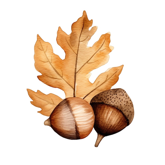 Leuke aquarel eikel herfst herfst illustratie