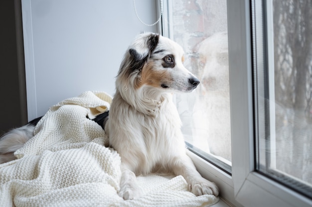 Leuke Australische herder blauwe merle hond. Wachten op eigenaar