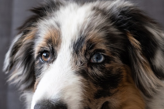 Leuke australische herder blauwe merle puppy honden ogen. verschillende kleuren ogen. camera kijken. adoptie. schuilplaats. huisdiervriendelijk en zorgconcept.