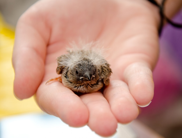 Leuke babyvogel (Zebravink) op een menselijke hand, ondiepe DOF met selectieve nadruk op het hoofd van de babyvogel