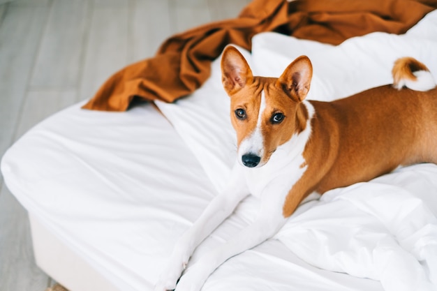 Foto leuke basenji-hond die op een bed thuis in lichte woonkamer ligt.