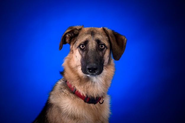 Leuke bastaarde hond. Portret.