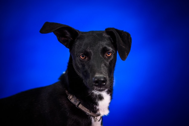 Leuke bastaarde hond. Portret.