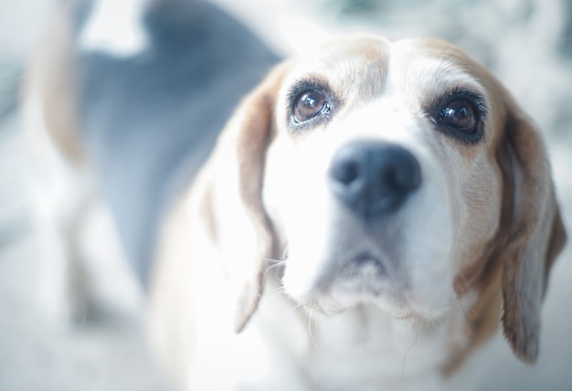 Leuke beagle-hond die op een zonnige dag buiten in het park speelt, wachtend op een bevel van de eigenaar