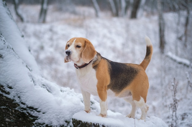 Leuke Beagle hond op een wandeling in een besneeuwd winterpark