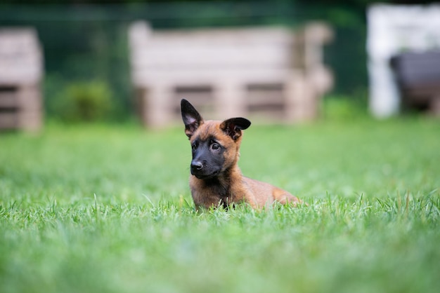 Leuke Belgische Mechelaar puppy liggend in een gras