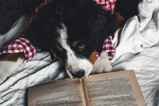 Leuke berner sennenhond met rood overhemd op deken met een boek en glazen.