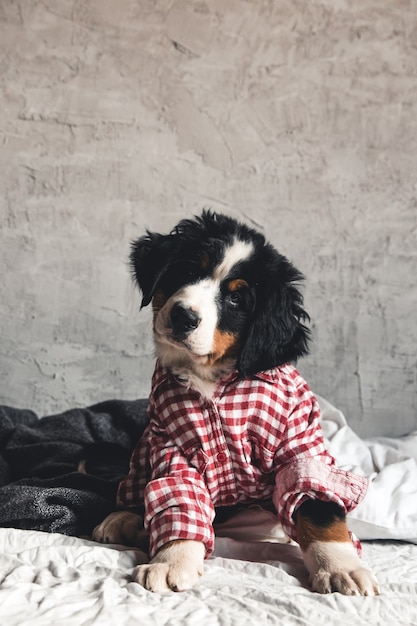 Leuke Berner Sennenhond met rood overhemd op deken