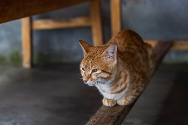 Leuke binnenlandse rode kat zittend onder de tafel op houten dwarsbalk.