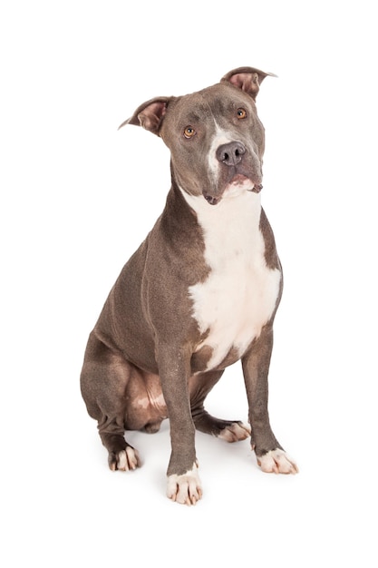 Leuke Blauwe Pit Bull Dog Zittend