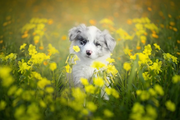 Leuke border collie pup in gele bloemen in de wei.