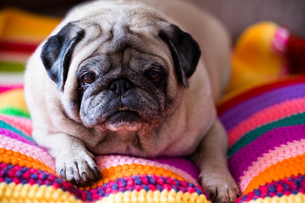 Leuke boze hond pug ontspannen lui op een gekleurde handgemaakte gehaakte deken thuis