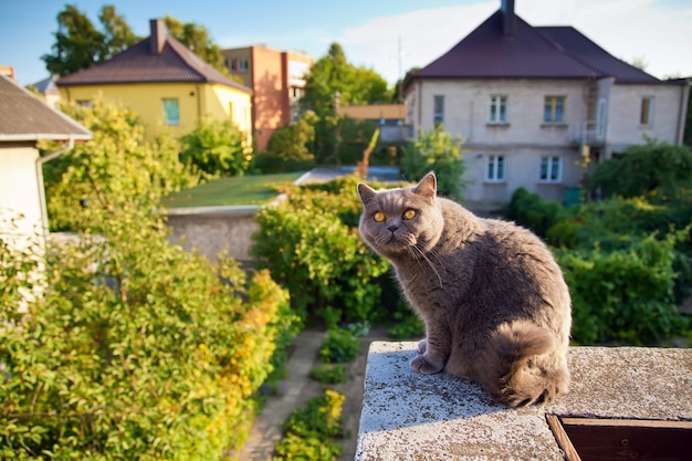 Leuke Britse korthaar kat met oranje ogen