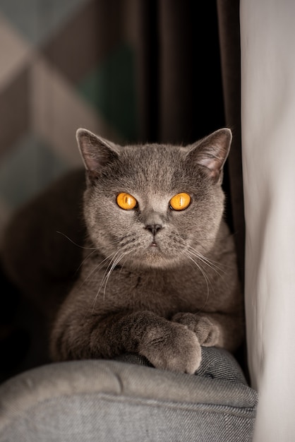 Foto leuke britse kortharige kat met koperen ogen