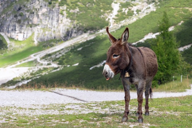 Leuke bruine ezel in de italiaanse alpen. italiaanse dolomieten. trentino alto adige