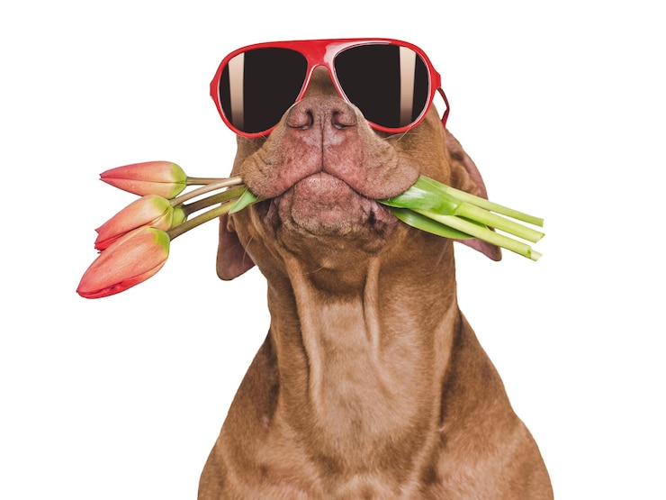 Foto leuke bruine hond boeket van bloemen en zonnebril