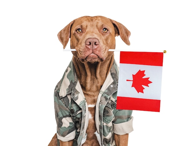 Leuke bruine hond Canadese vlag en militair shirt