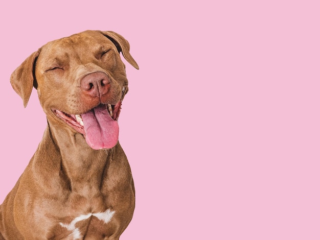 Leuke bruine hond die glimlacht Geïsoleerde achtergrond Close-up binnen Studio foto Daglicht Concept van zorg onderwijs gehoorzaamheid training en het opvoeden van huisdieren