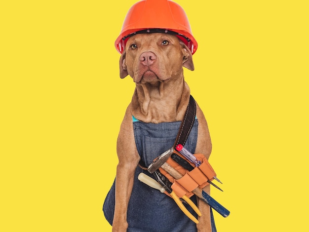 Leuke bruine hond schort en oranje helm Close-up binnenshuis Studio opname Felicitaties voor familie familieleden dierbaren vrienden en collega's Pet care concept