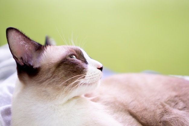 Leuke bruine kat kijk bovenaan