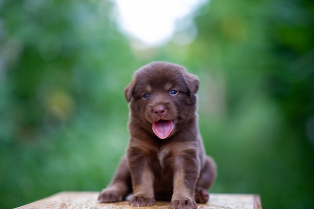 Leuke bruine puppy die op de lijst zitten