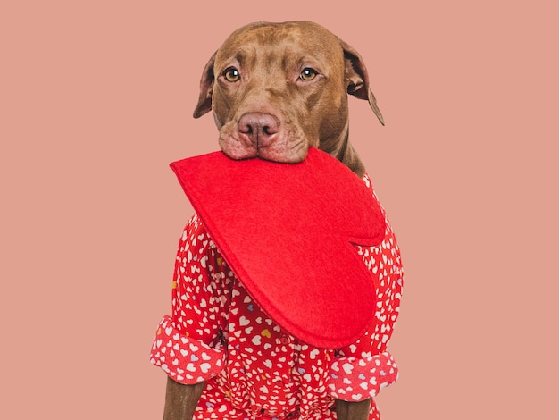 Leuke bruine puppy en een rood hart Mooie kaartje