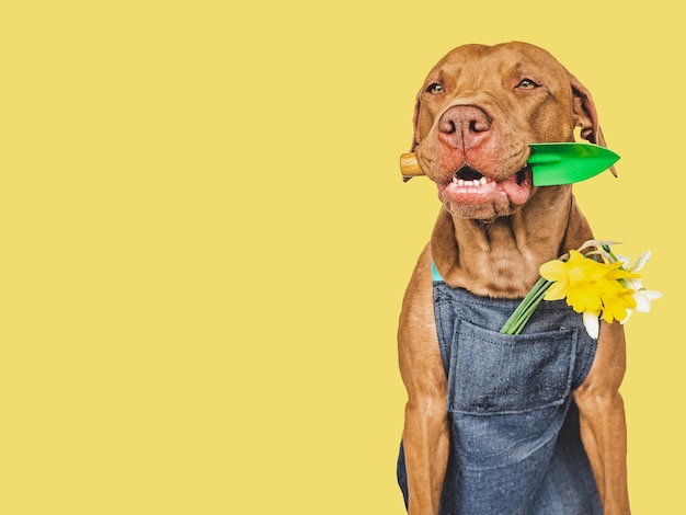 Leuke bruine puppy en een tuinschop