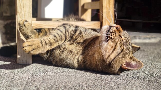 Foto leuke bruine tabby kat die in een grappige houding ligt met zijn ogen dicht en geniet van zonnestralen