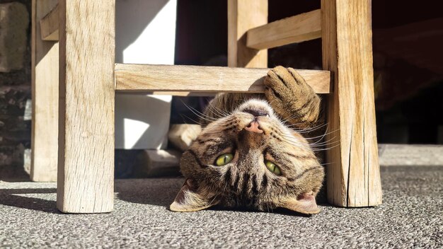 Foto leuke bruine tabby kat met gele ogen die in een grappige houding ligt en naar de camera kijkt