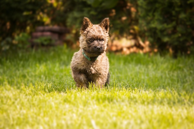 Leuke cairn terrier hond op groen gras in het park op een zonnige dag. Terriër hondenras