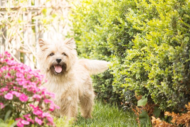 Leuke cairn terrier hond op groen gras in het park op een zonnige dag. Terriër hondenras