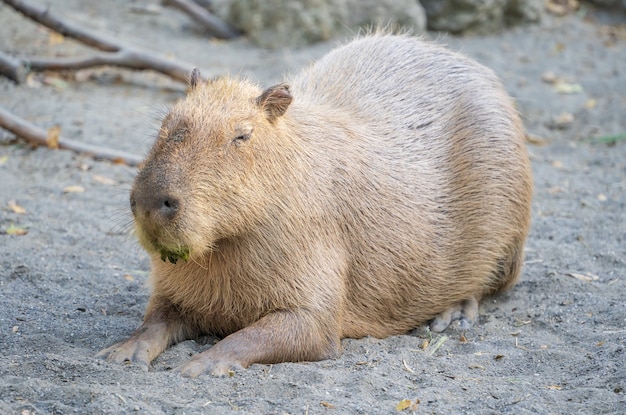 Leuke Capibara (grootste muis) eten en slaperig rusten in de dierentuin, Tainan, Taiwan, close-up shot