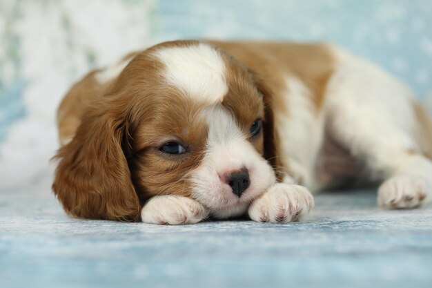 Leuke cavalier King Charles spaniel puppy op blauwe achtergrond