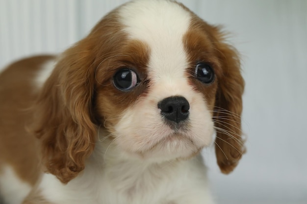 Leuke cavalier King Charles spaniel puppy op een lichte achtergrond