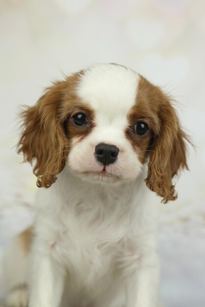 Foto leuke cavalier king charles spaniel puppy op een lichte achtergrond