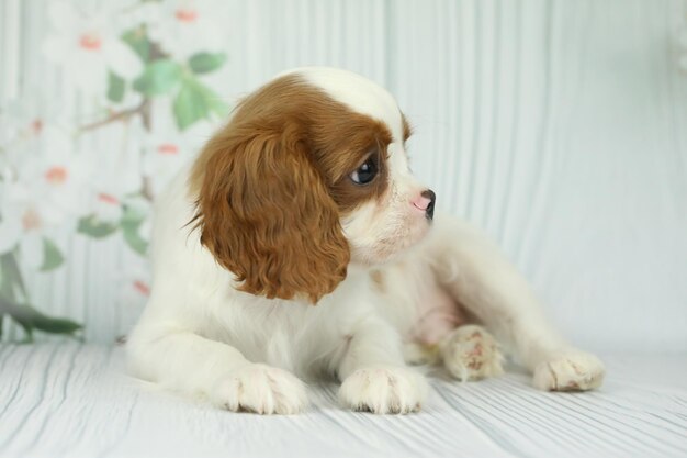 Leuke cavalier King Charles spaniel puppy op een lichte achtergrond