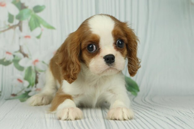 Foto leuke cavalier king charles spaniel puppy op een lichte achtergrond