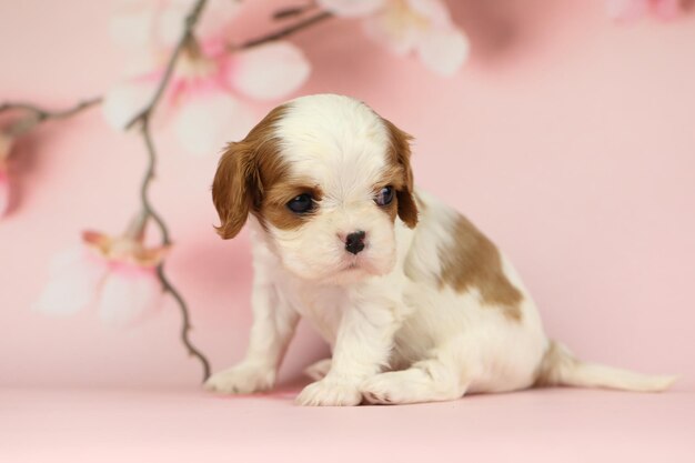 Foto leuke cavalier king charles spaniel puppy