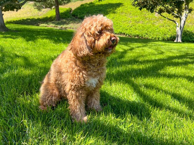 Leuke Cavapoo-hond in een park