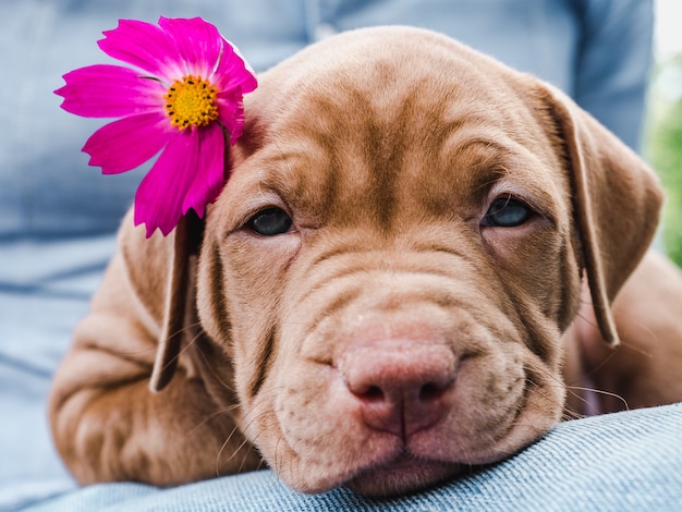 Leuke, charmante puppy en een heldere bloem