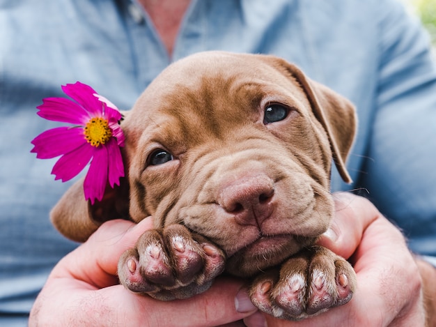 Leuke, charmante puppy en een heldere bloem