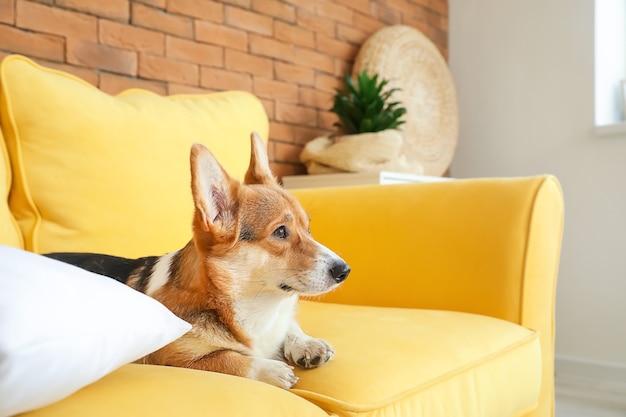 Leuke corgi-hond die thuis op bank rust