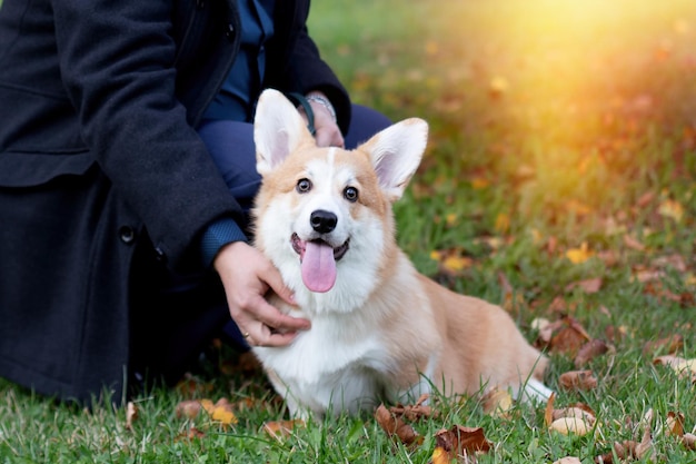 Leuke corgi hond loopt in het herfstpark